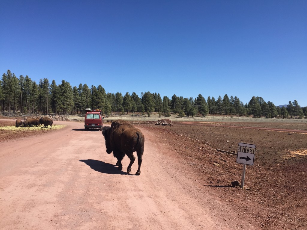 Family Fun in Flagstaff, Arizona - Savvy Sassy Moms